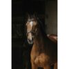 AKCIÓS Norton Pro hackamore kantár - fekete, full - Image 2